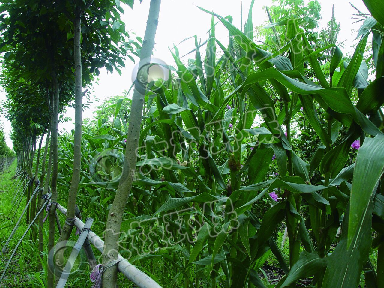 1466649173637946.jpg 1466649173637946.jpg